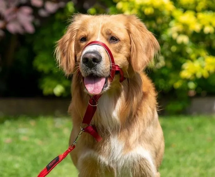 Halti Head Collar