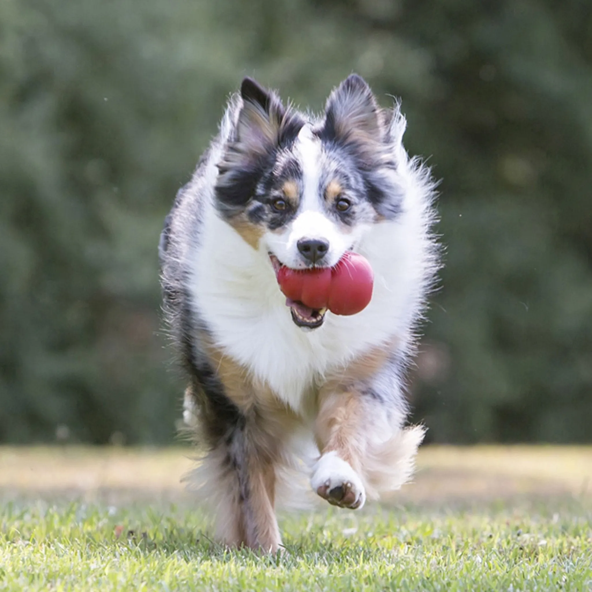 KONG Classic Dog Toy