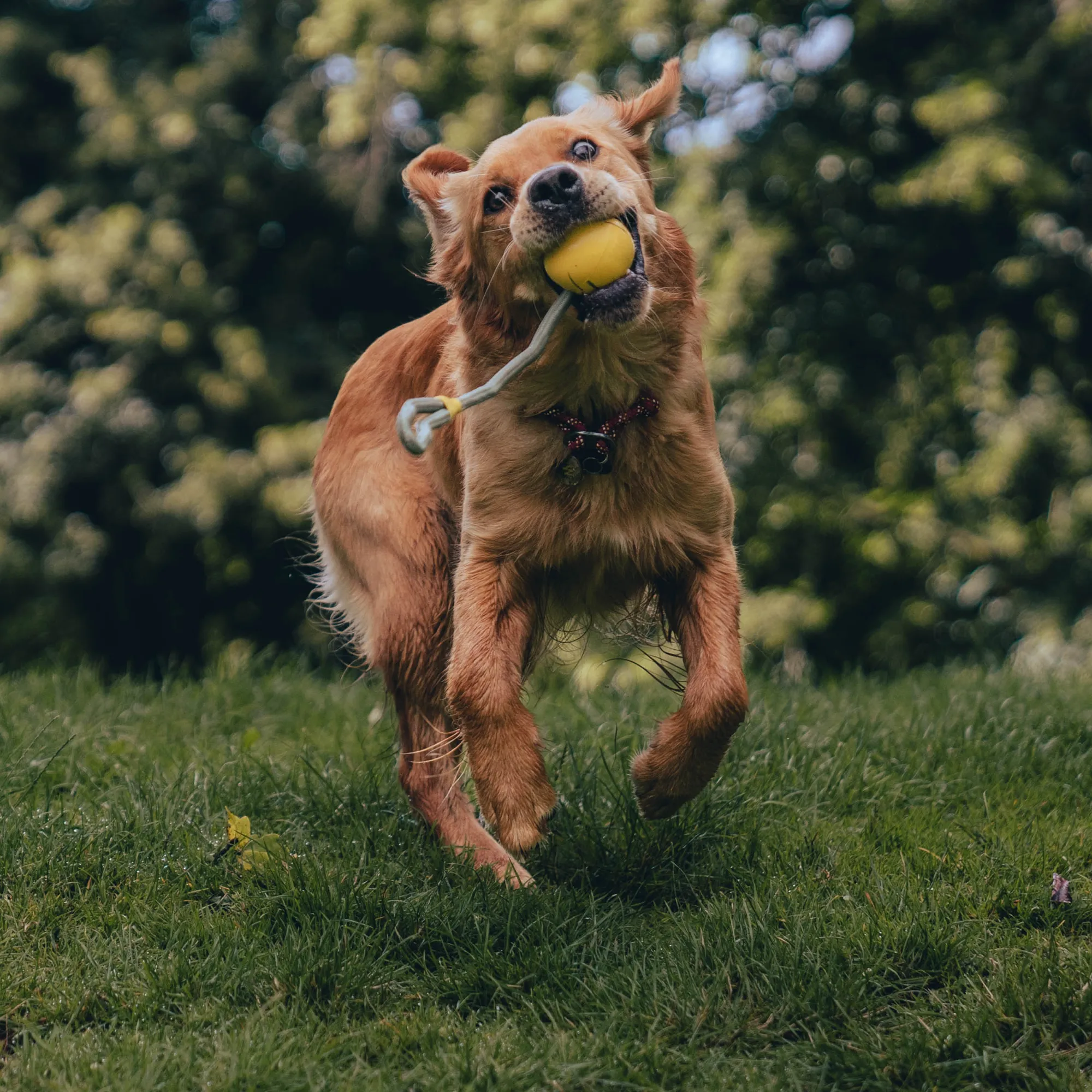 Natural Rubber Slinger Ball