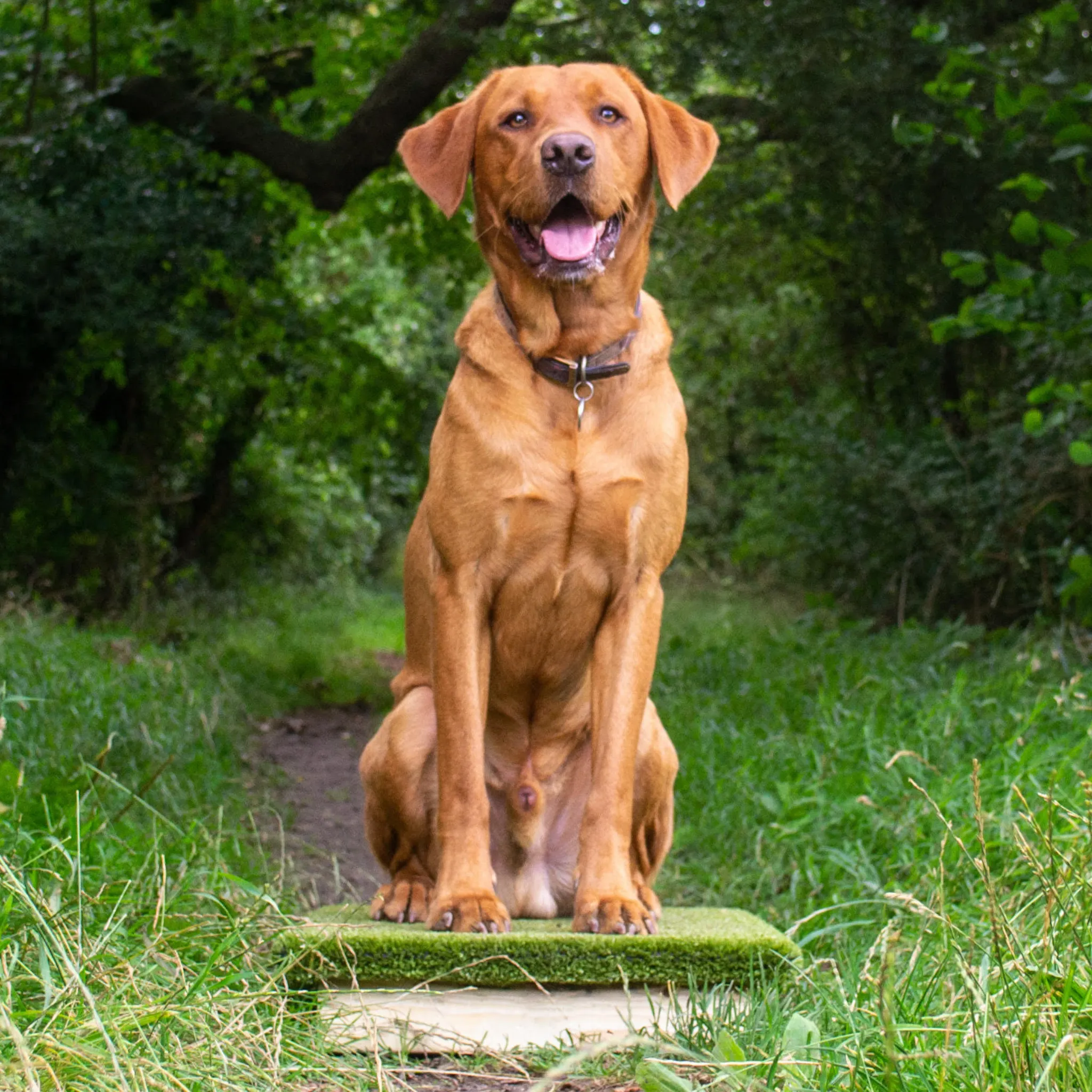 Place Board Dog Training Platform