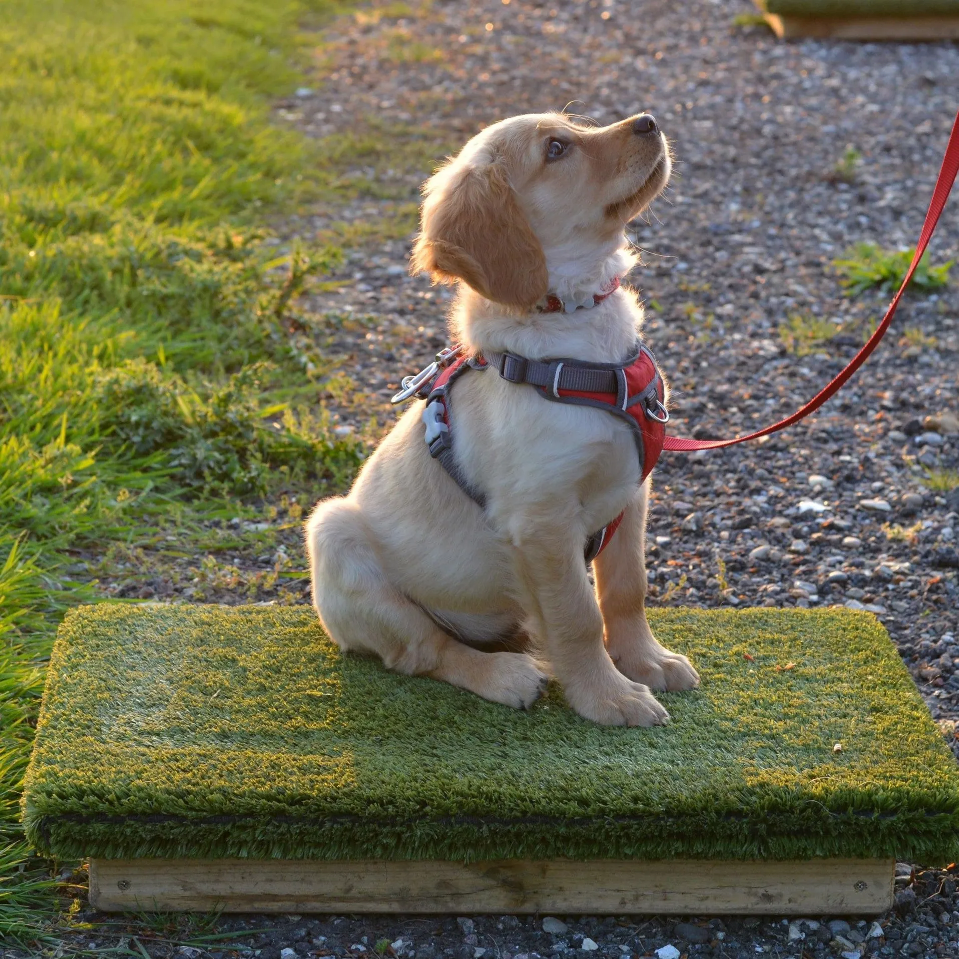 Place Board Dog Training Platform