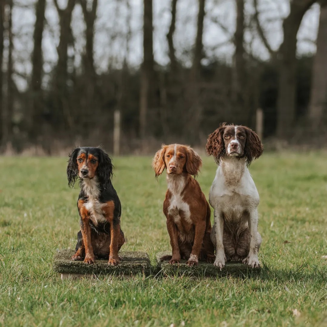 Place Board Dog Training Platform