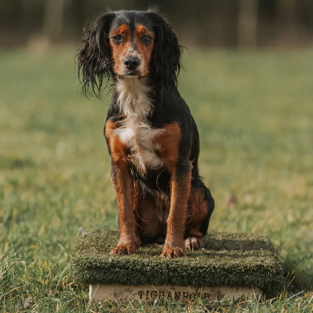 Place Board Dog Training Platform