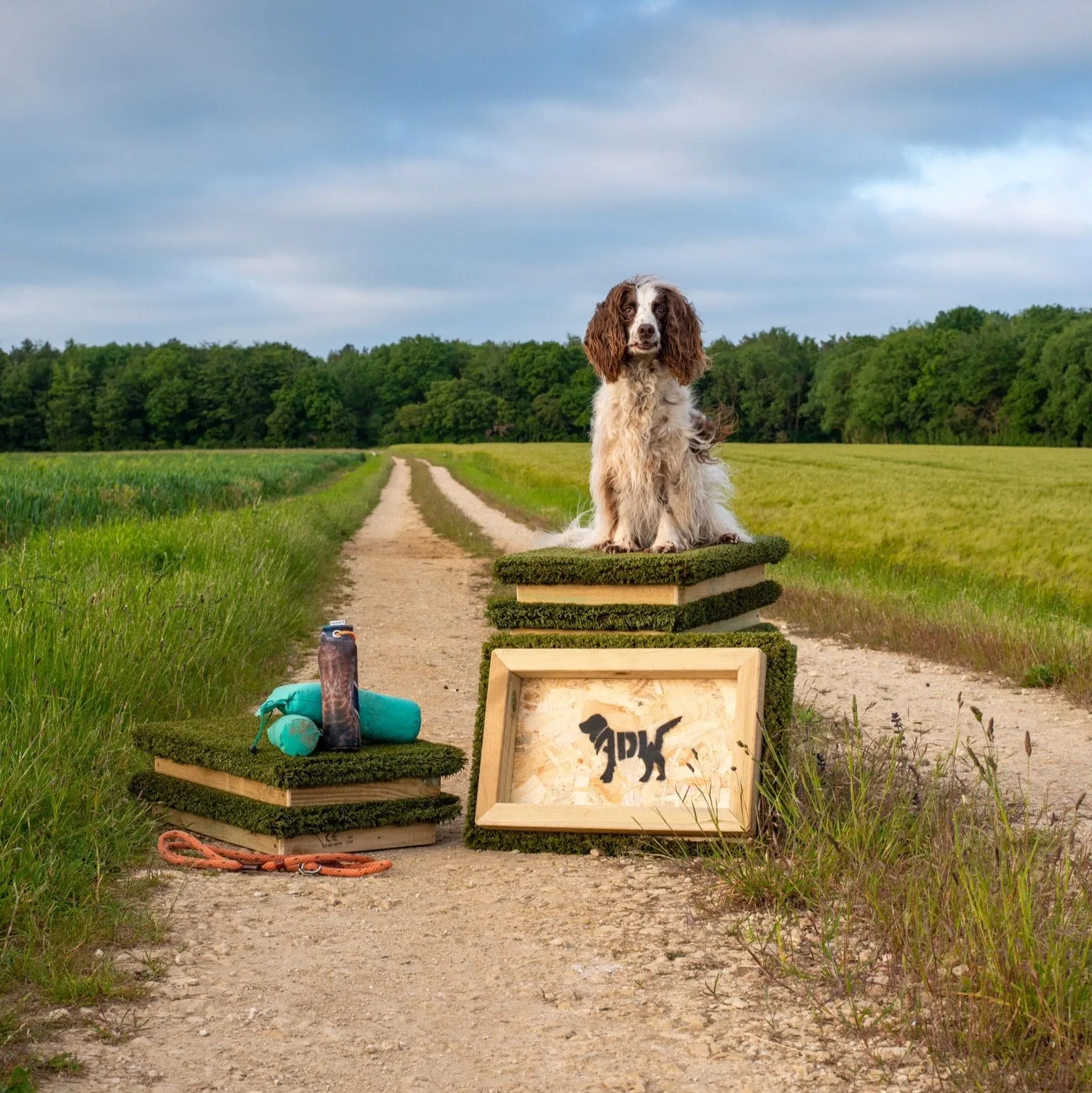 Place Board Dog Training Platform